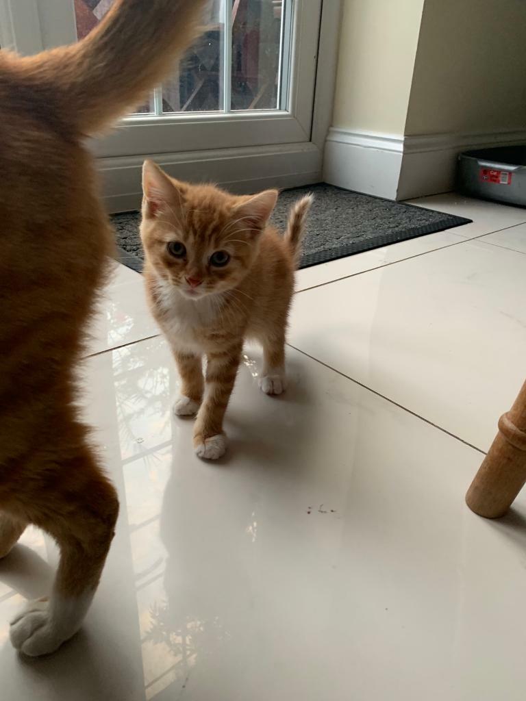 feline adoption center